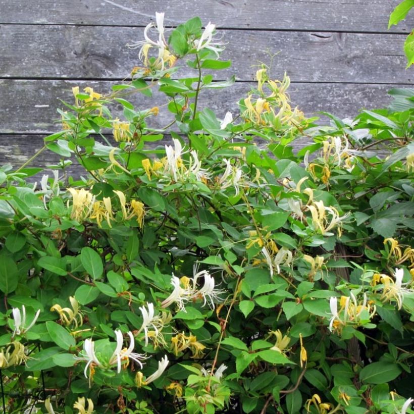 Chèvrefeuille du Japon Sweet Isabel - Lonicera japonica (Plant habit)