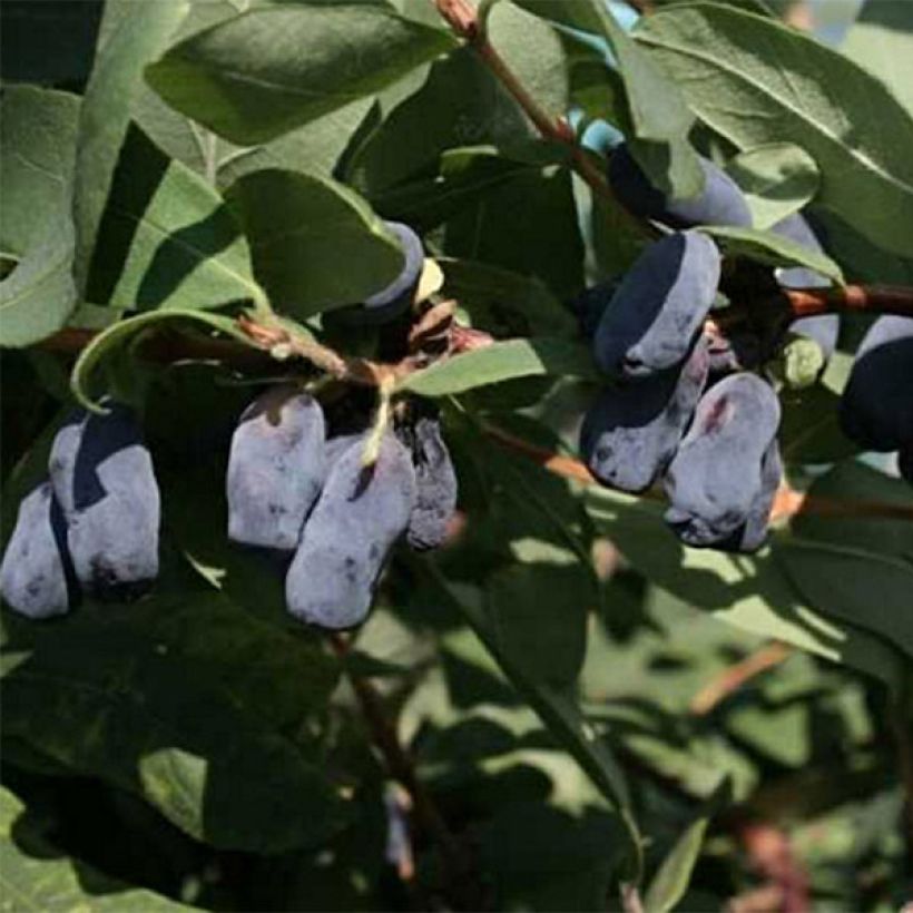 Lonicera kamtschatica Fialka - Baie de mai (Flowering)