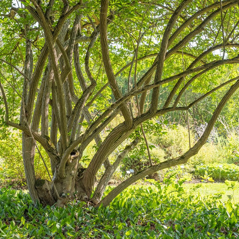Lonicera maackii - Chèvrefeuille de Maack (Plant habit)