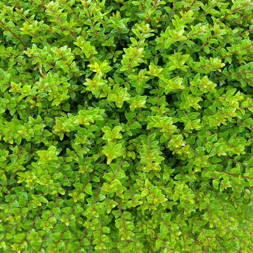 Lonicera nitida Tidy Tips - Chèvrefeuille à feuilles de Buis (Foliage)