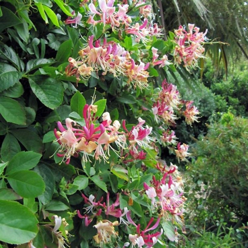 Chèvrefeuille Belgica Select - Lonicera periclymenum (Plant habit)