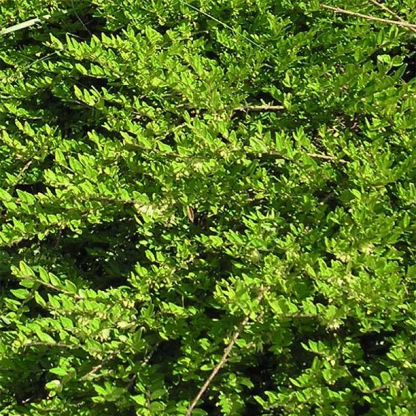 Lonicera pileata - Chèvrefeuille à cupule (Foliage)