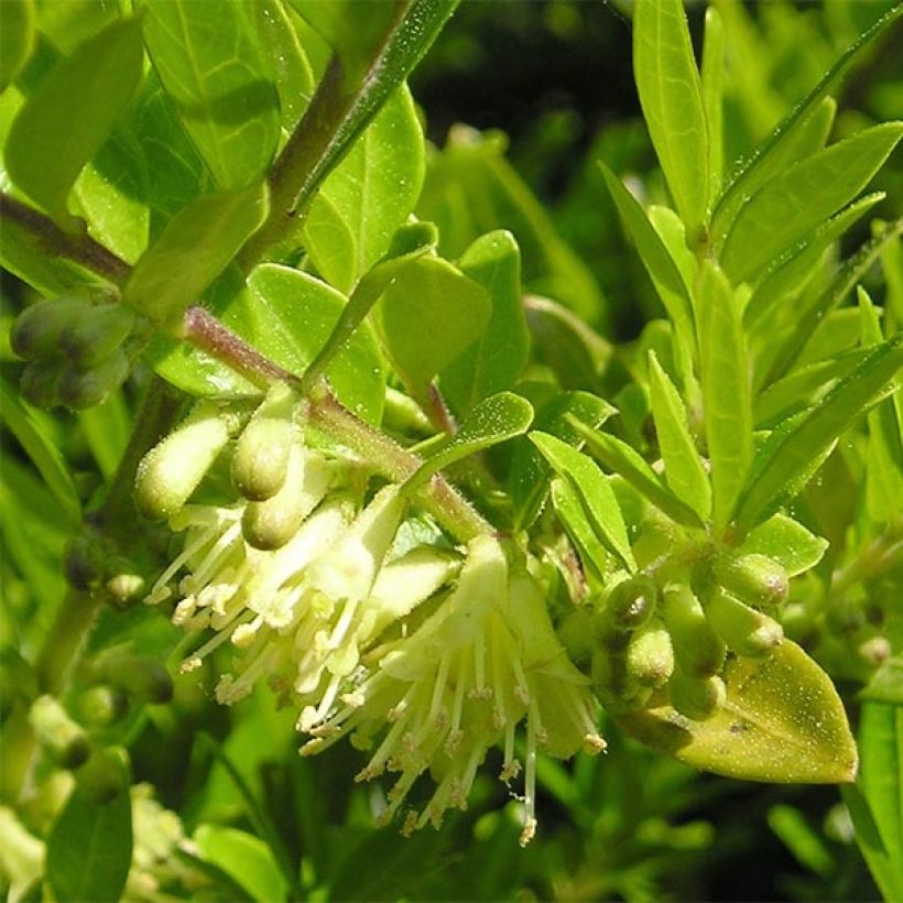 Lonicera pileata - Chèvrefeuille à cupule (Flowering)