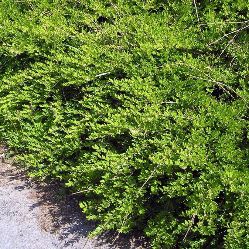 Lonicera pileata Mossgreen - Chèvrefeuilles à cupule (Plant habit)