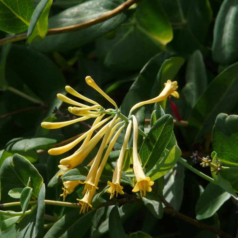 Chèvrefeuille - Lonicera sempervirens John Clayton (Flowering)