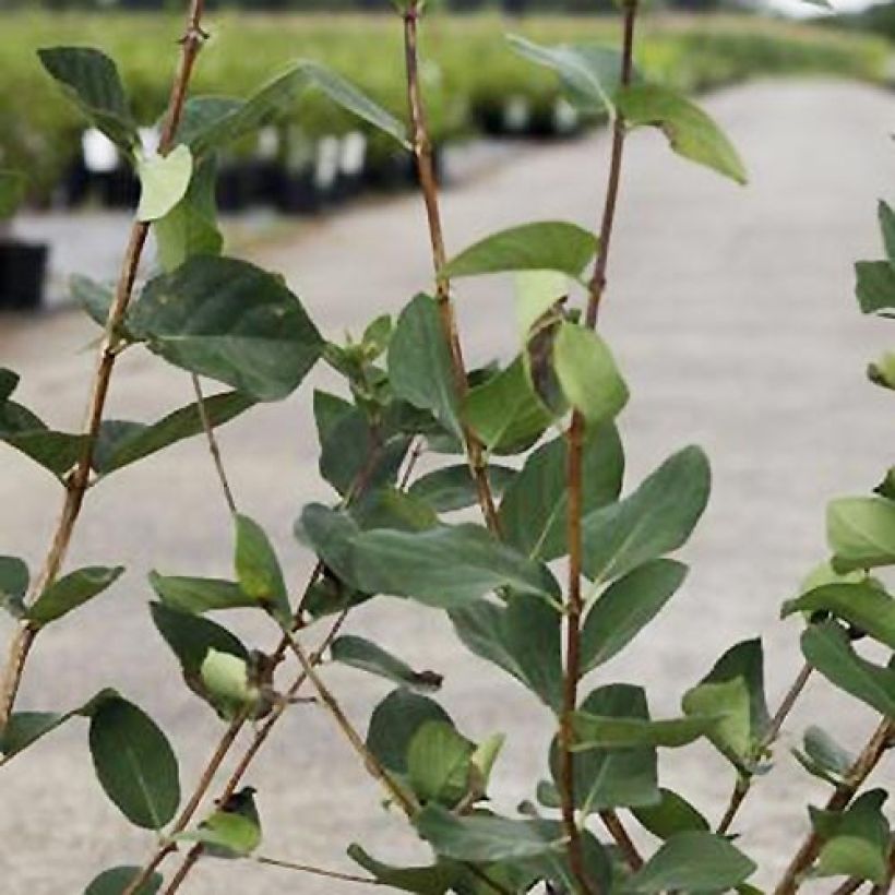 Lonicera tatarica Arnold Red - Chèvrefeuille de Tartarie (Foliage)