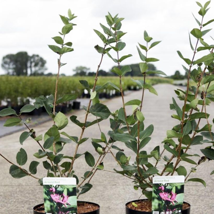 Lonicera tatarica Arnold Red - Chèvrefeuille de Tartarie (Plant habit)