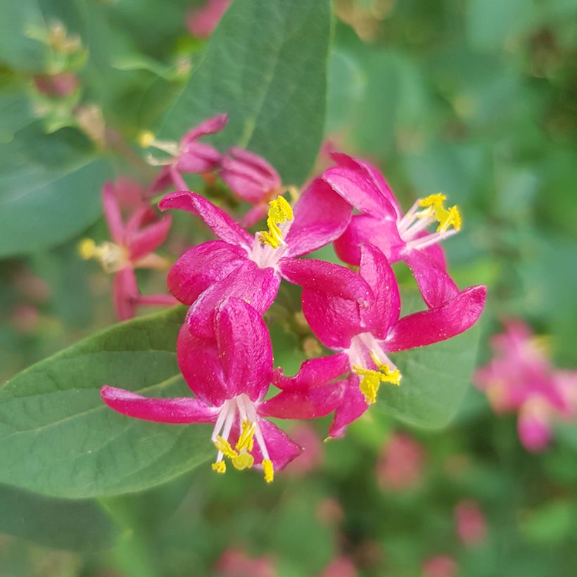 Lonicera tatarica Arnold Red - Chèvrefeuille de Tartarie (Flowering)