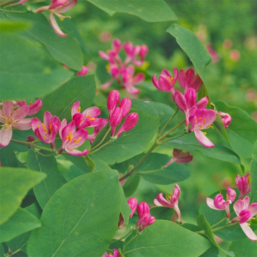 Lonicera tatarica Hack's Red - Chèvrefeuille de tatarie (Flowering)