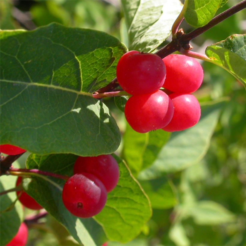 Lonicera tatarica Hack's Red - Chèvrefeuille de tatarie (Harvest)