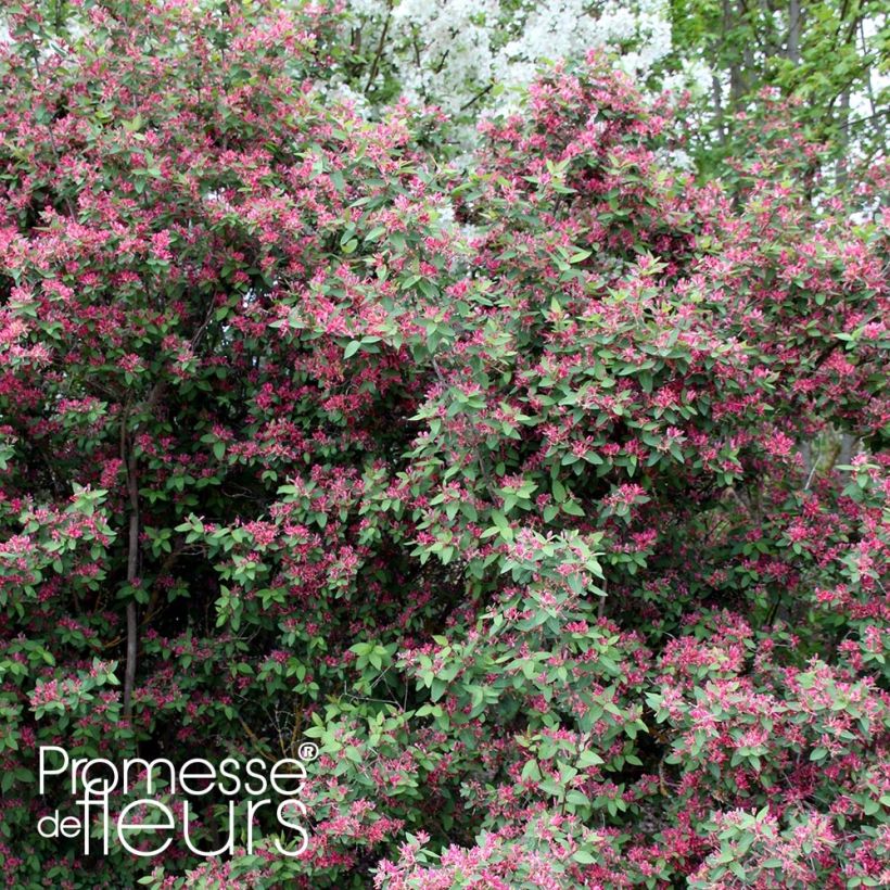 Lonicera tatarica Rosea - Chèvrefeuille de Tartarie (Plant habit)