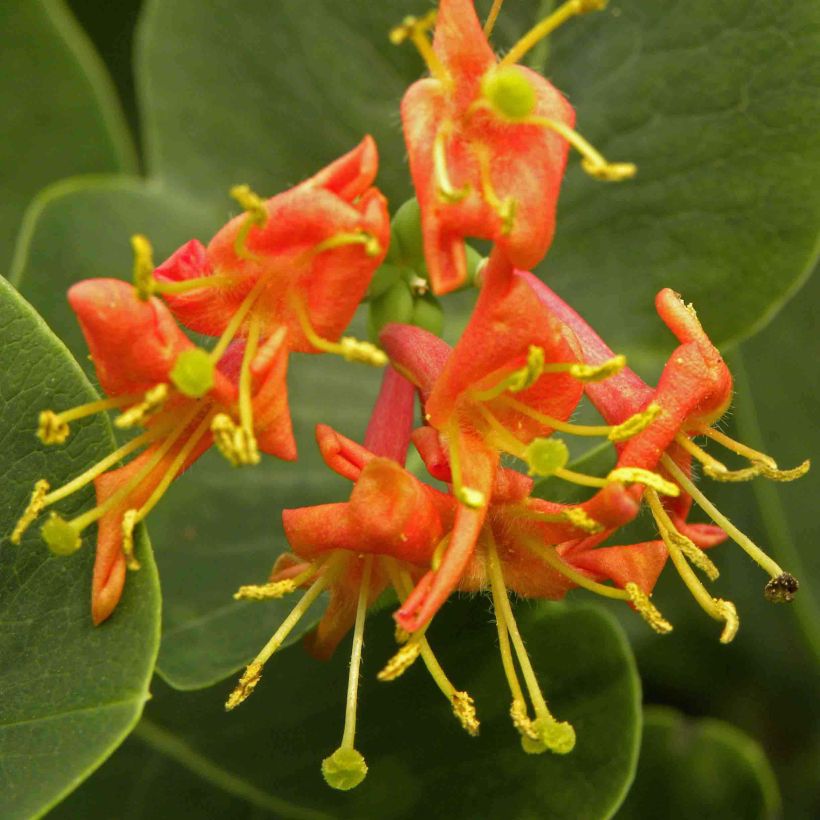 Chèvrefeuille - Lonicera x heckrotii Firecracker® (Flowering)