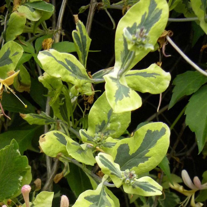 Chèvrefeuille panaché - Lonicera x italica Harlequin (Foliage)