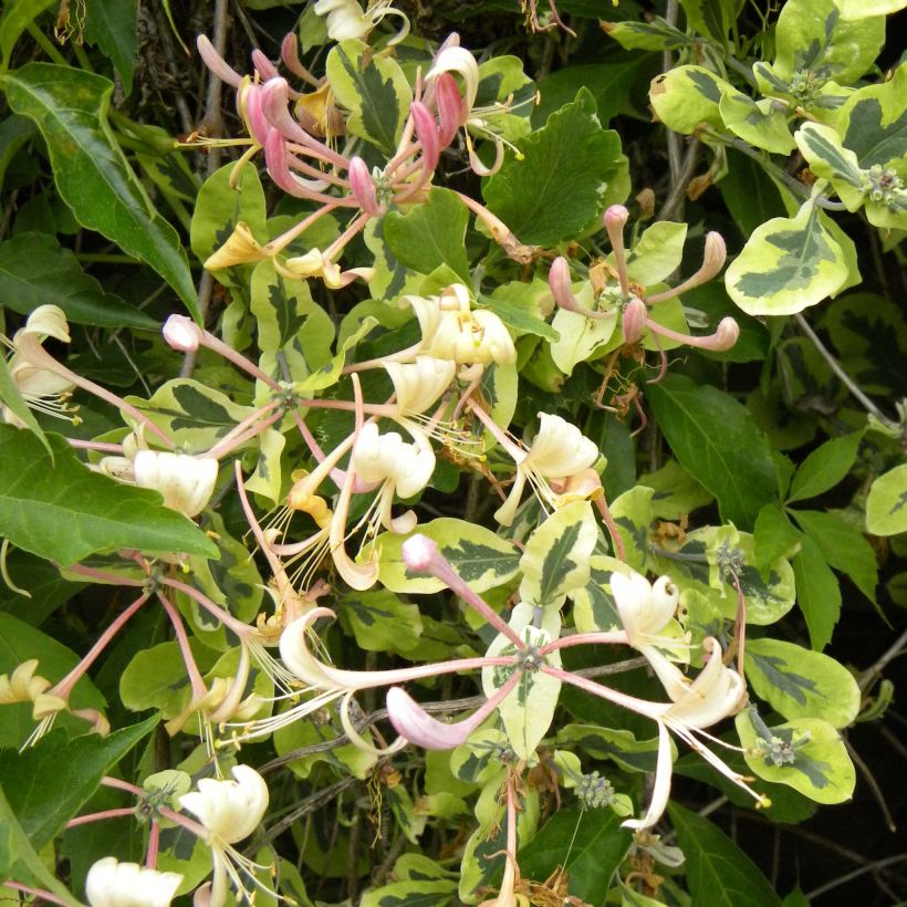 Chèvrefeuille panaché - Lonicera x italica Harlequin (Flowering)