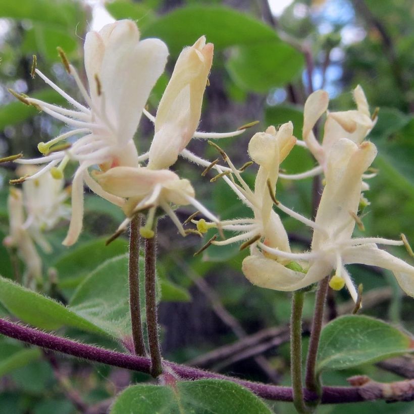 Lonicera xylosteum - Chèvrefeuille des haies (Flowering)