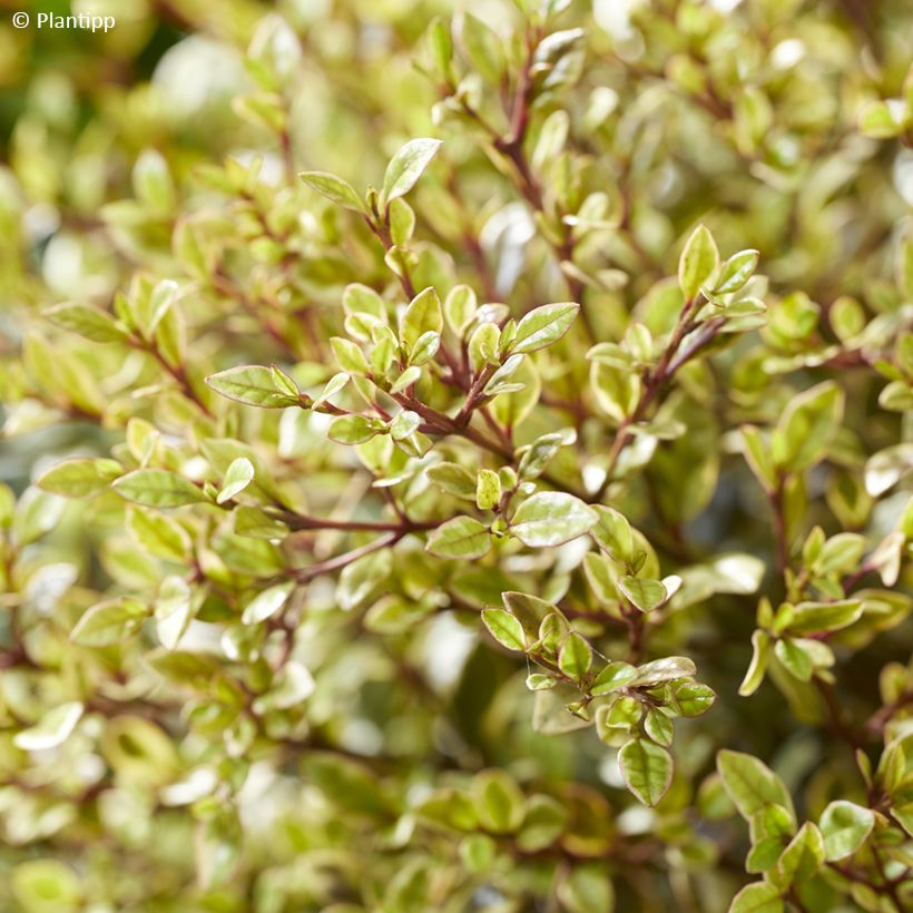 Lophomyrtus Golden dragon (Foliage)