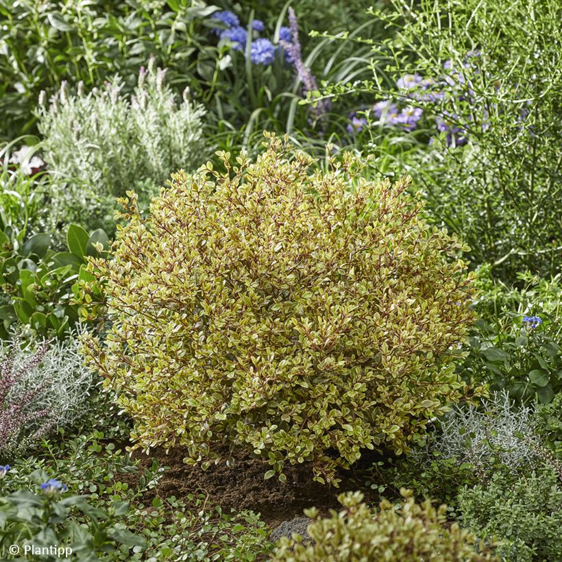 Lophomyrtus Golden dragon (Plant habit)