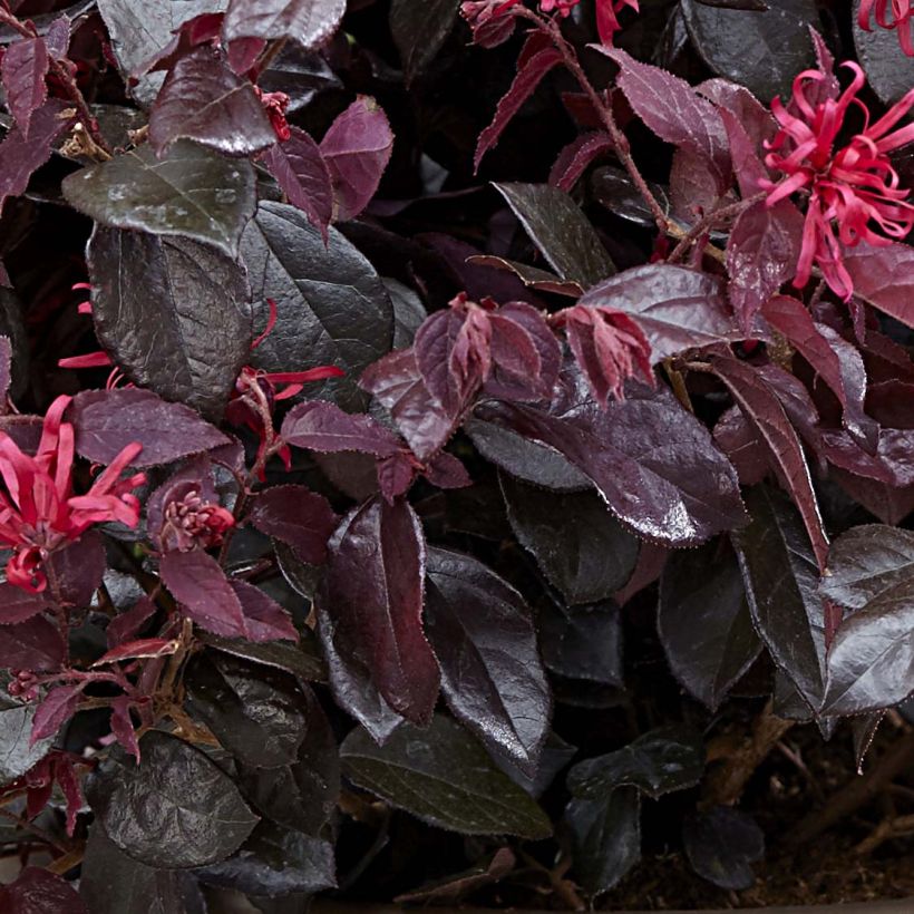 Loropetalum chinense Ever Red (Foliage)