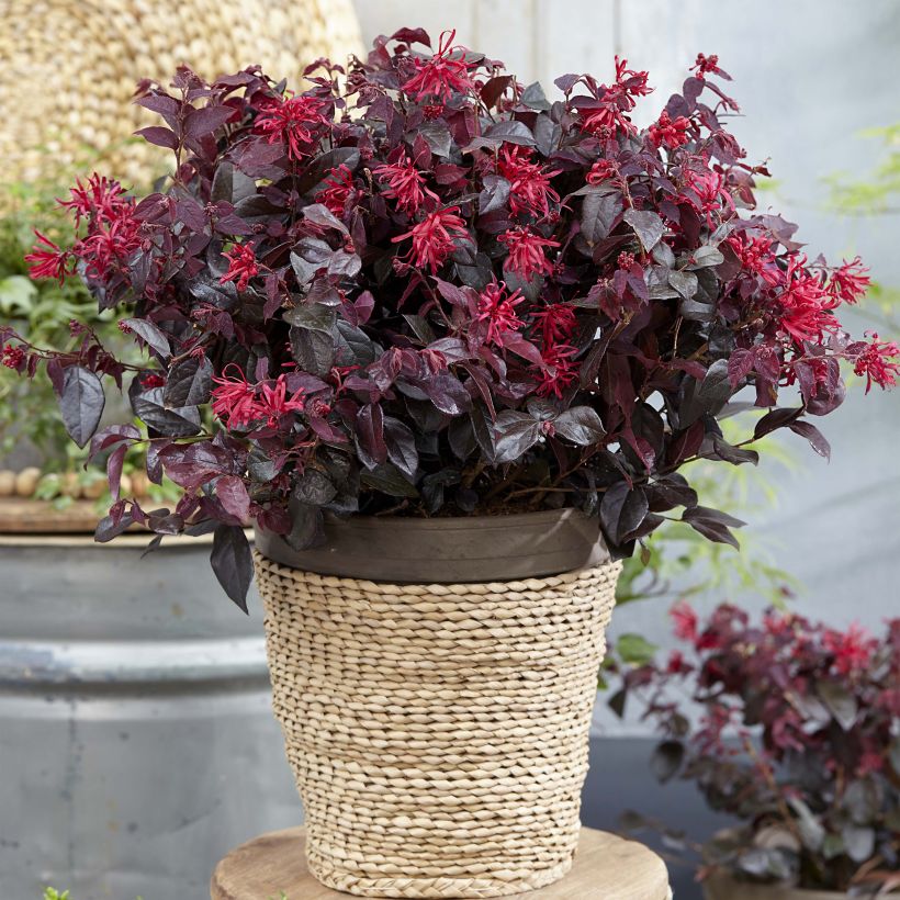 Loropetalum chinense Ever Red (Plant habit)