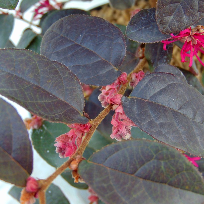 Loropetalum chinense Pipa's Red (Foliage)