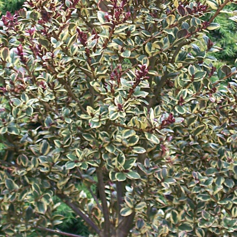 Luma apiculata Glanleam Gold - Myrte du Chili (Foliage)