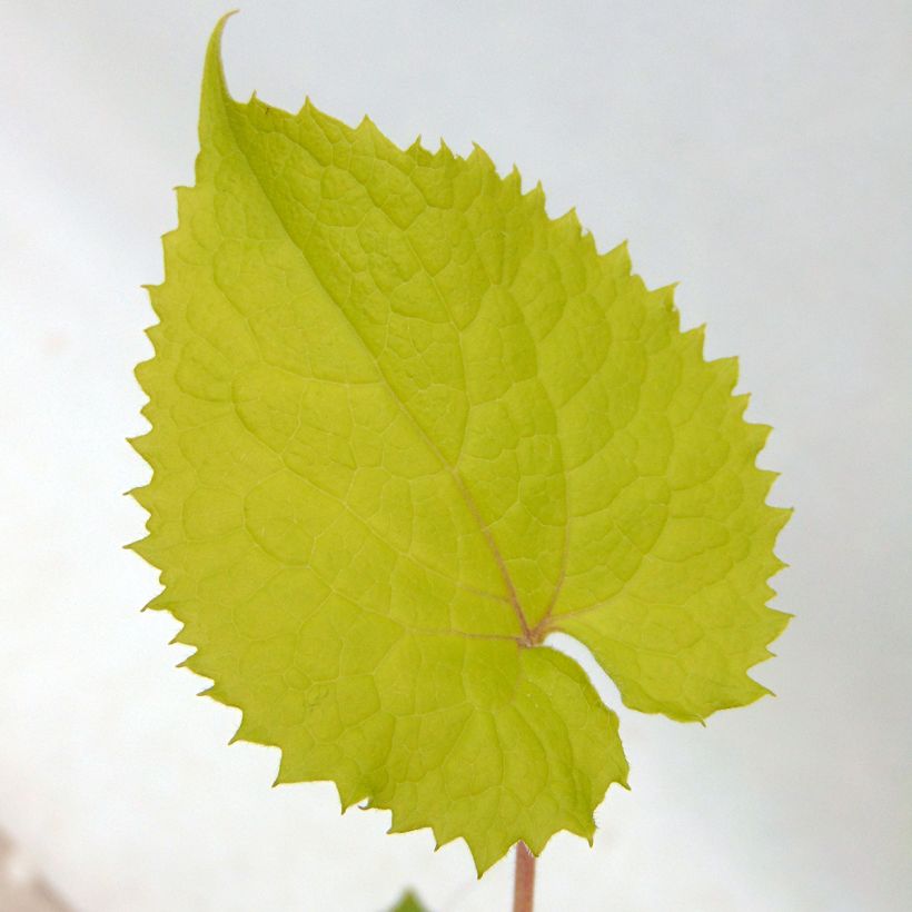 Lunaire vivace - Lunaria rediviva (Foliage)