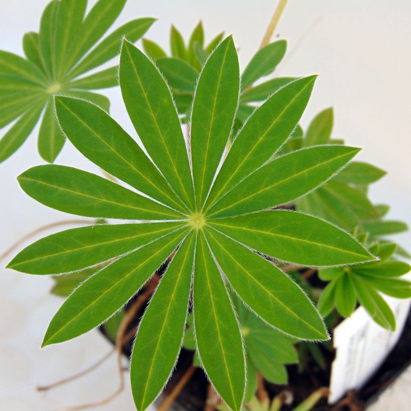 Lupin Gallery Blue (Foliage)