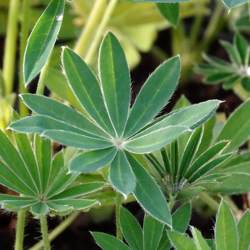 Lupin La Demoiselle (Noble Maiden) blanc (Foliage)