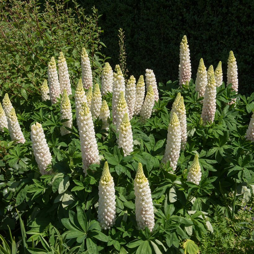 Lupin La Demoiselle (Noble Maiden) blanc (Plant habit)
