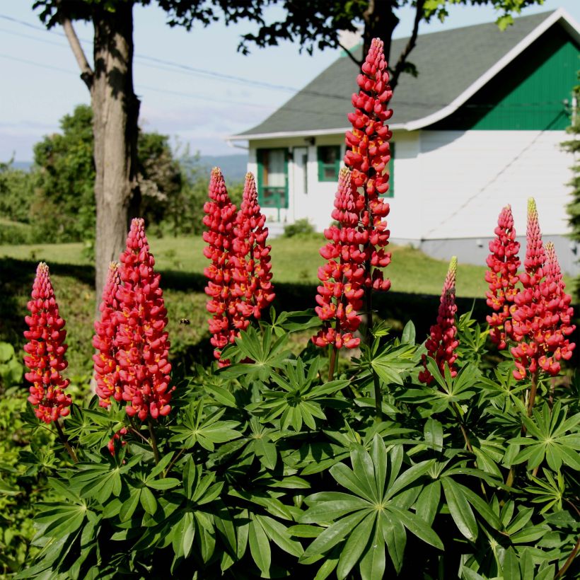 Lupin Les Pages (Flowering)
