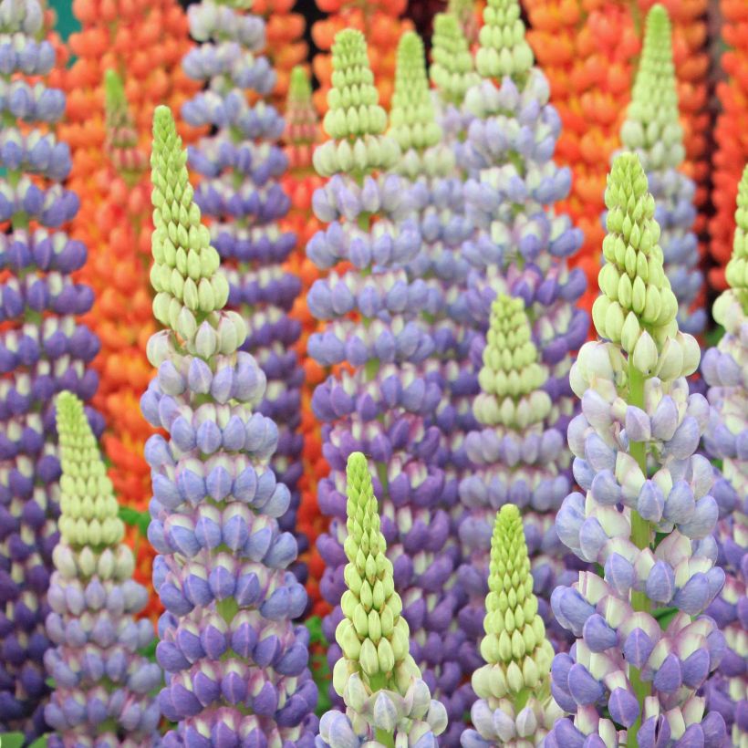 Lupin West Country Persian Slipper bleu-violacé. (Flowering)