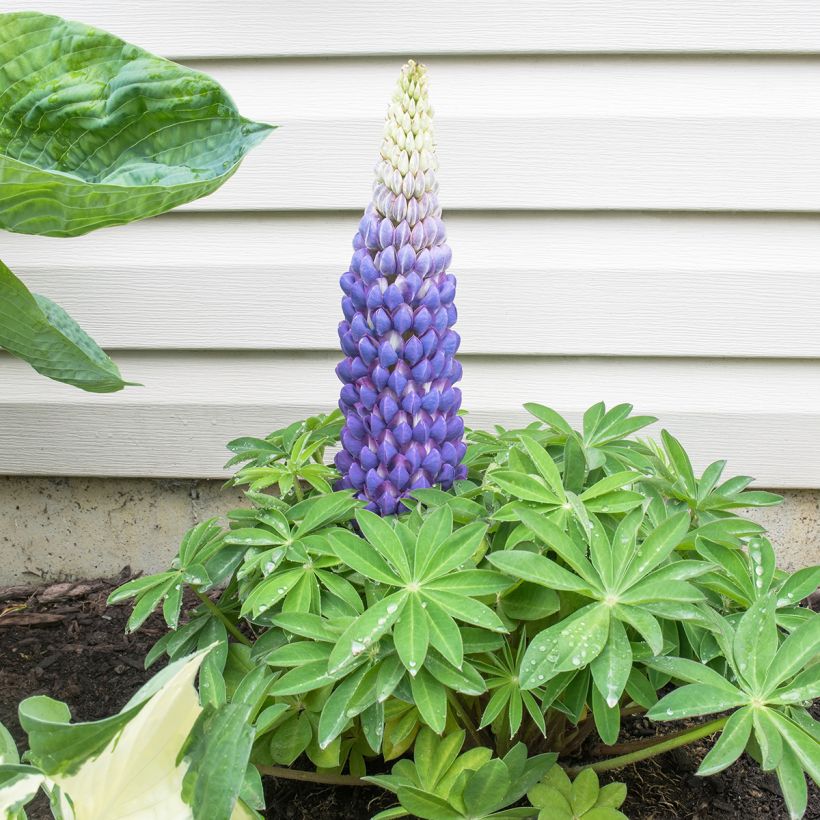 Lupin West Country Persian Slipper bleu-violacé. (Plant habit)