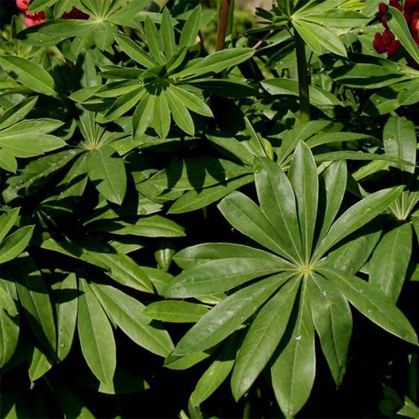 Lupin West Country Towering Inferno rouge-orangé (Foliage)