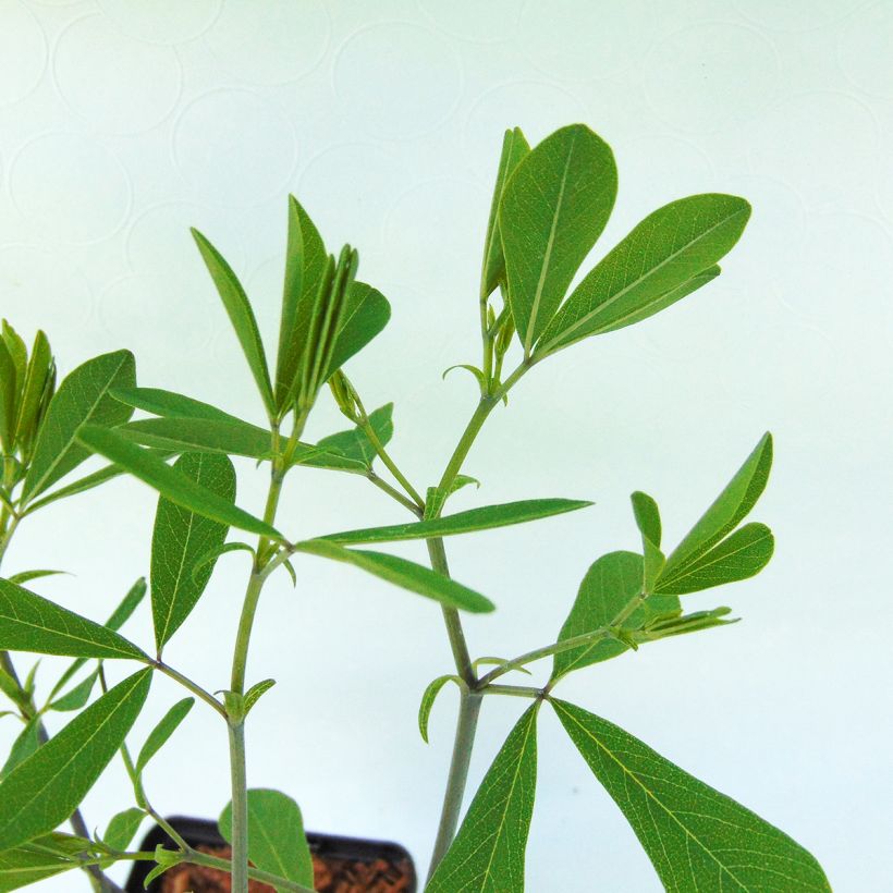 Lupin indigo - Baptisia Purple Smoke (Foliage)