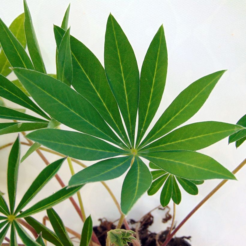 Lupin Gallery Red (Foliage)
