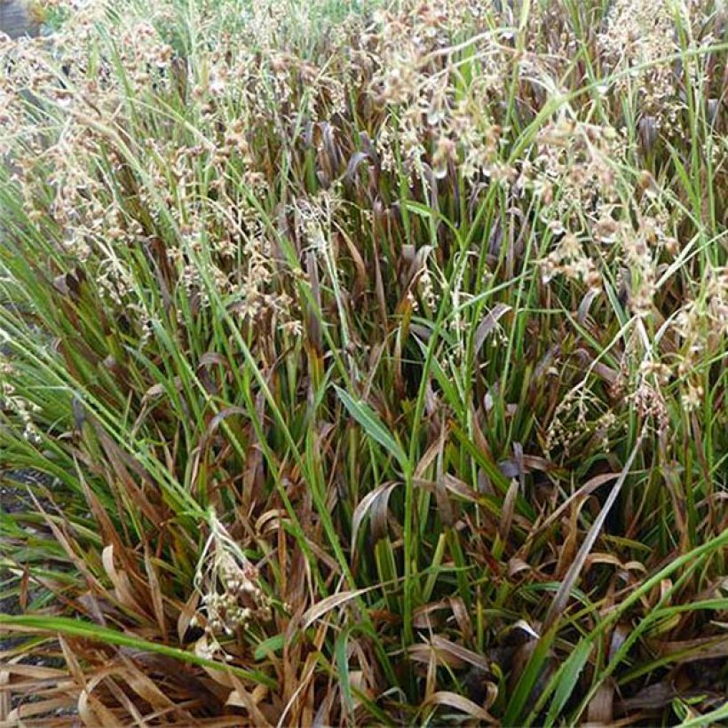Luzule des bois - Luzula sylvatica Surprise (Foliage)