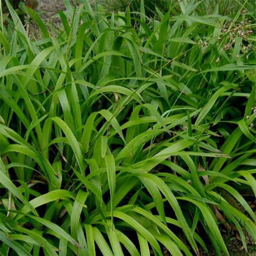 Luzula sylvatica - Luzule des bois (Foliage)
