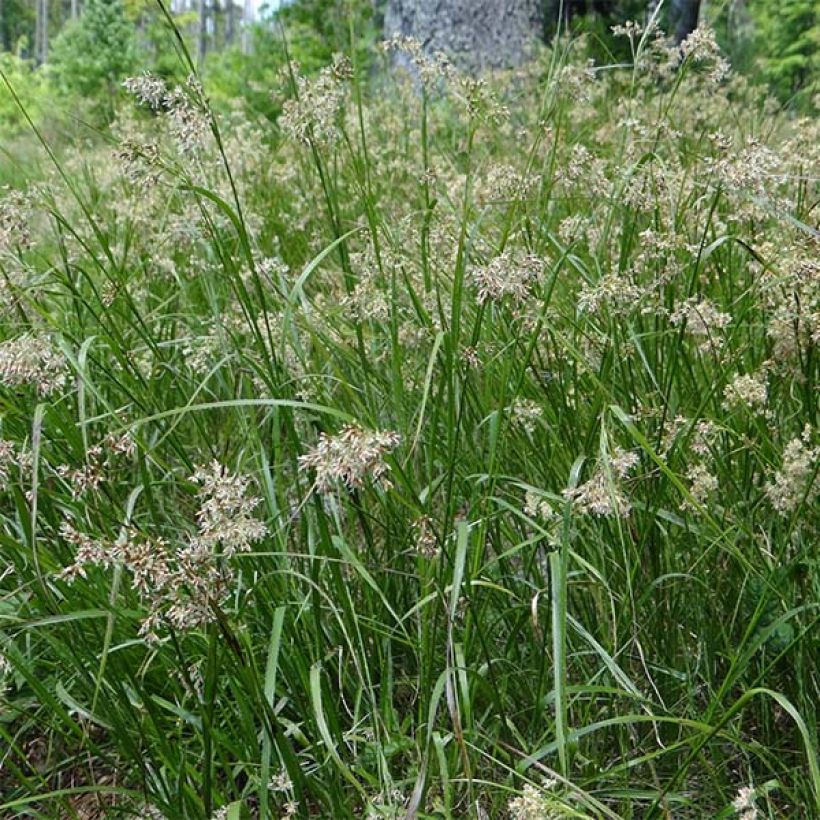 Luzula sylvatica - Luzule des bois (Flowering)