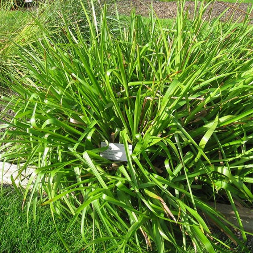 Luzula sylvatica - Luzule des bois (Plant habit)