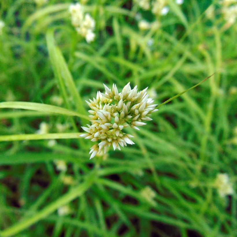 Luzule blanche - Luzula nivea (Flowering)