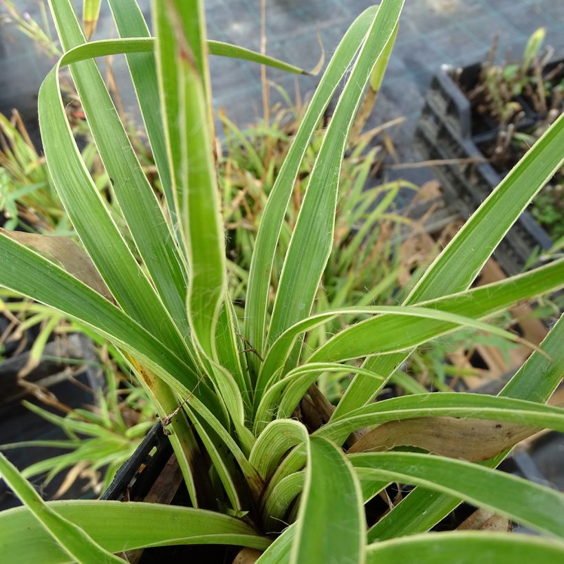 Luzule des bois - Luzula sylvatica Marginata (Foliage)