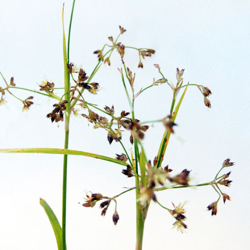 Luzule des bois- Luzula sylvatica Solar Flare (Flowering)