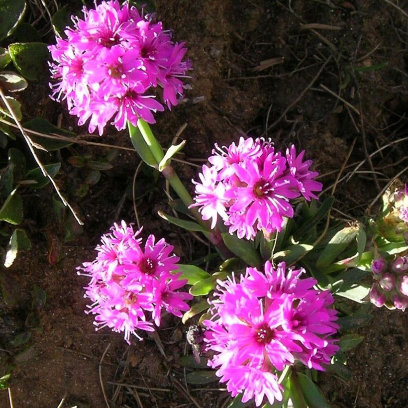 Lychnis alpina - Lychnis des Alpes - Silene suecica - Viscaria alpina (Flowering)