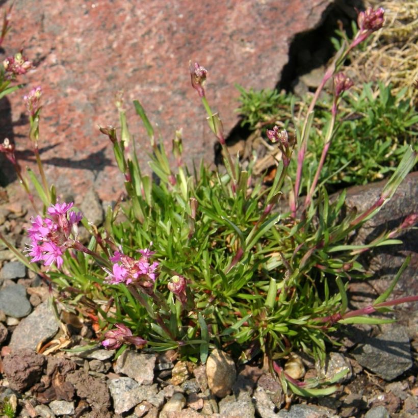 Lychnis alpina - Lychnis des Alpes - Silene suecica - Viscaria alpina (Plant habit)
