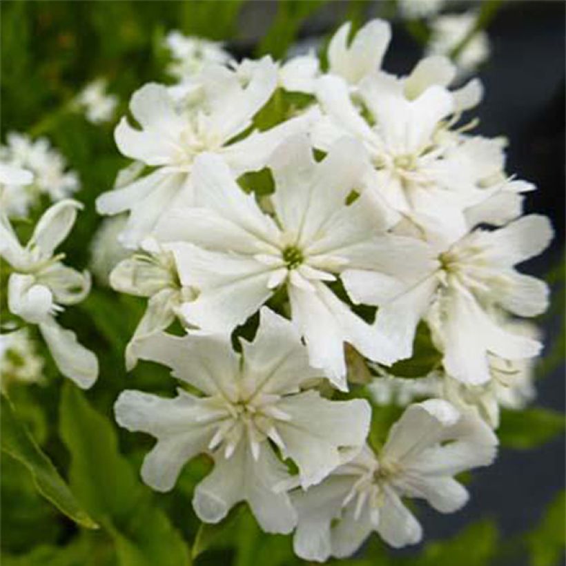 Lychnis chalcedonica Alba - Croix de Jérusalem blanche (Flowering)