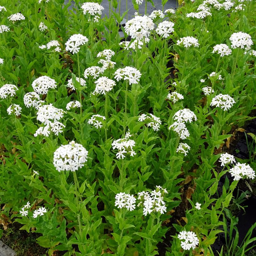 Lychnis chalcedonica Alba - Croix de Jérusalem blanche (Plant habit)