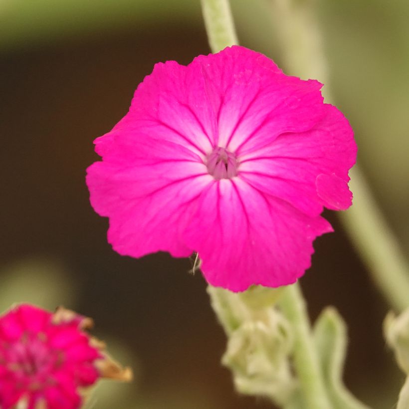 Lychnis coronaria - Coquelourde des Jardins (Flowering)