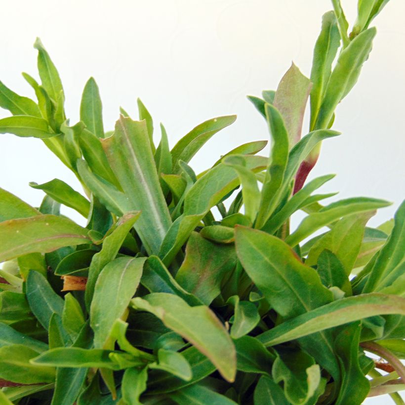 Lychnis flos-cuculi White Robin - Oeillet des prés blanc (Foliage)