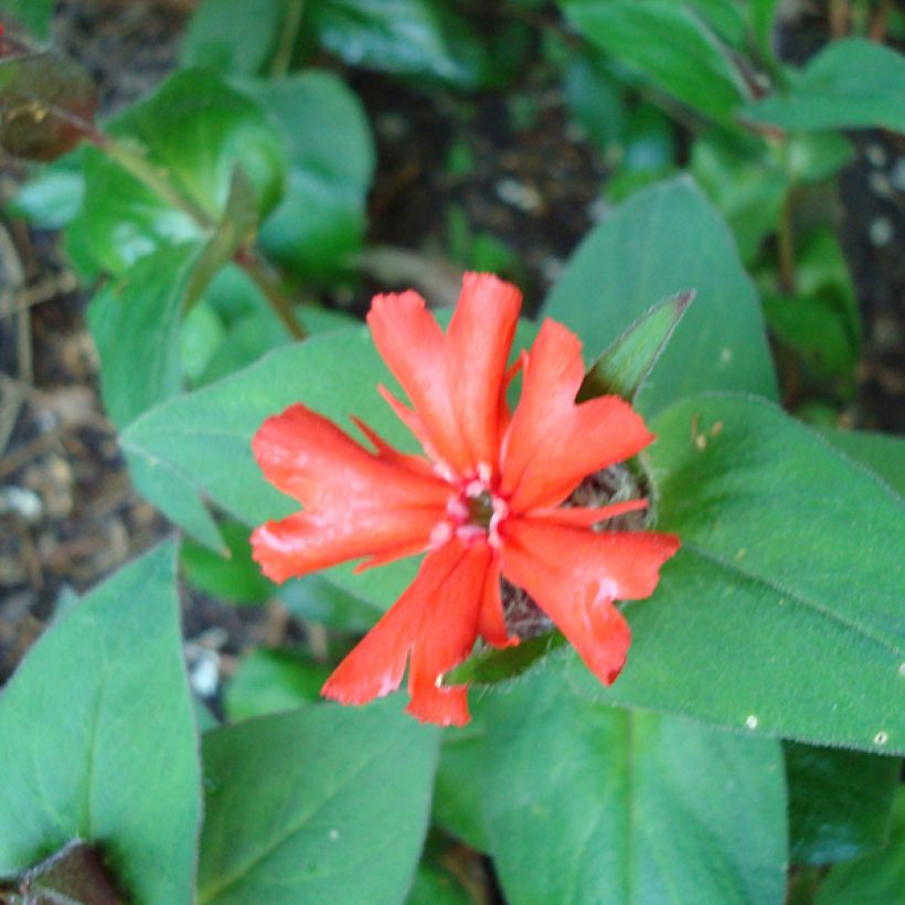Lychnis haageana Molten Lava (Foliage)