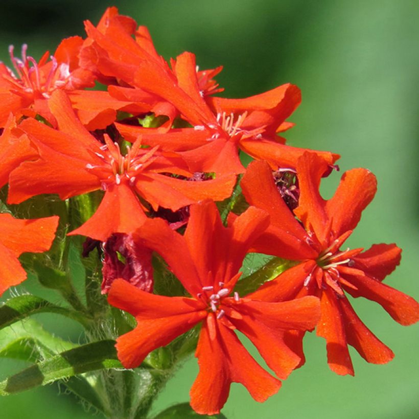 Lychnis haageana Molten Lava (Flowering)